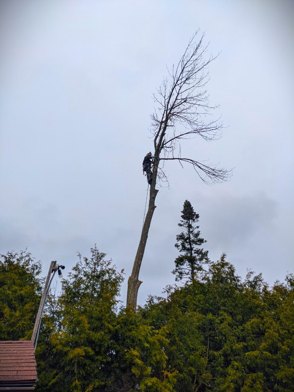 Brent Hocking climbing a tall tree during removal