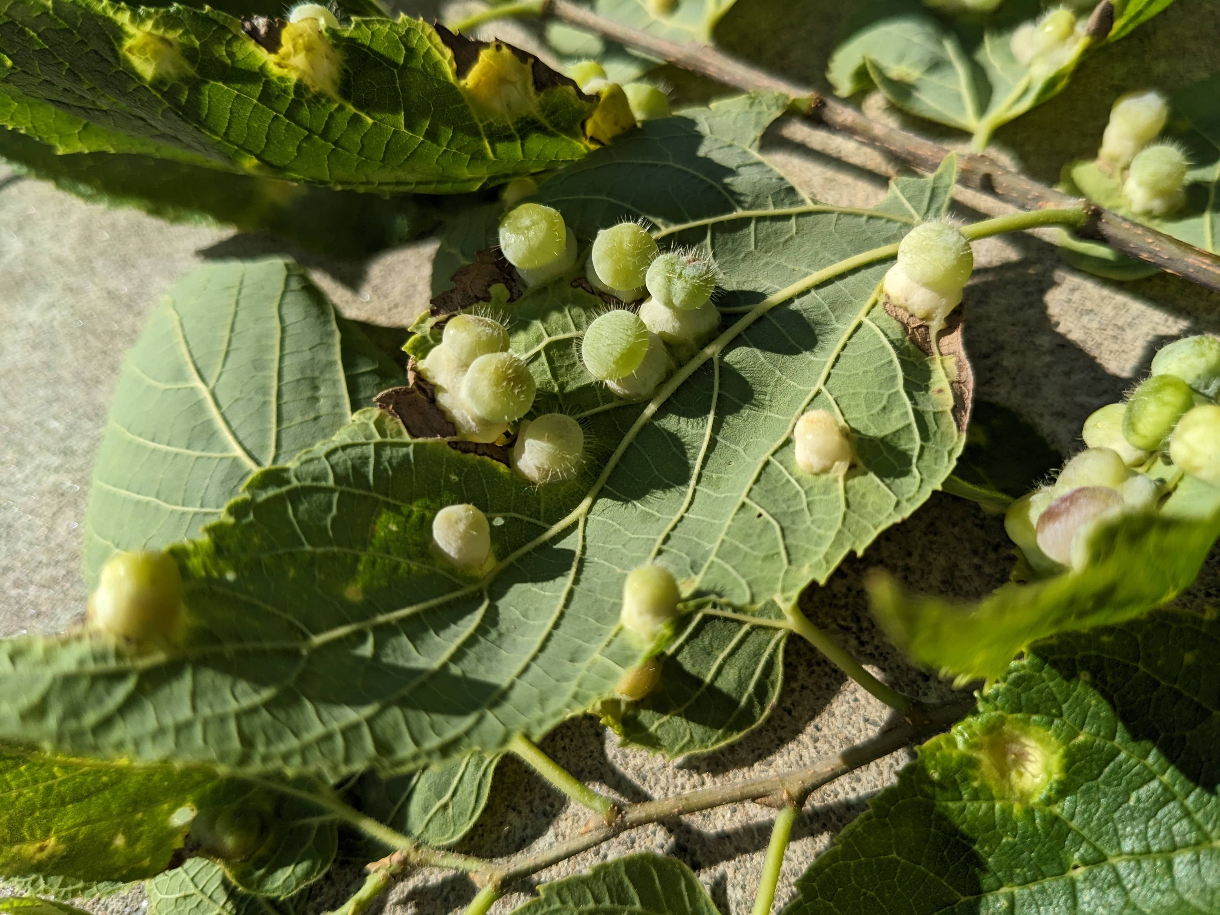 Leaf Galls