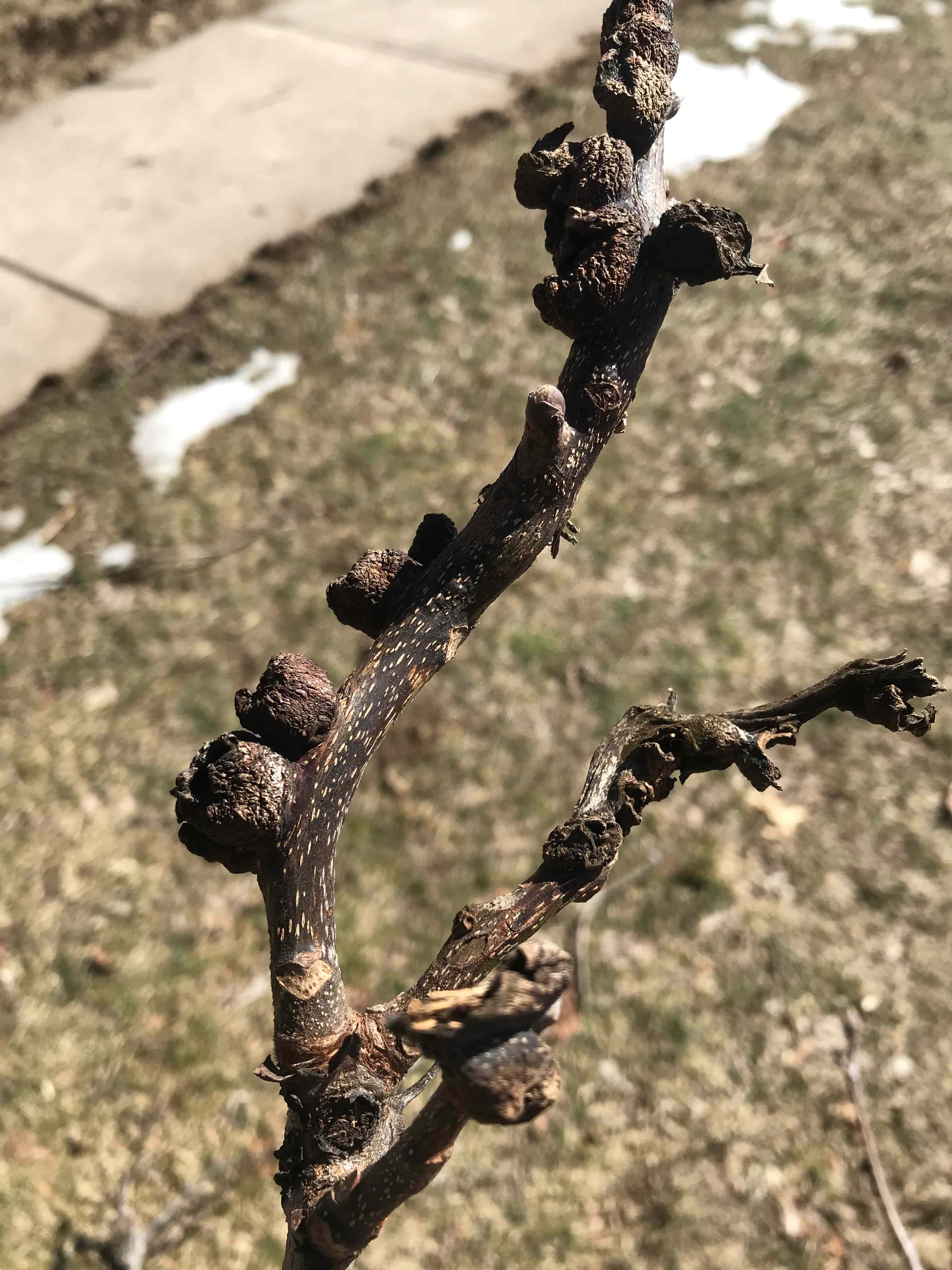 Phomopsis galls on hickory (Carya sp.)