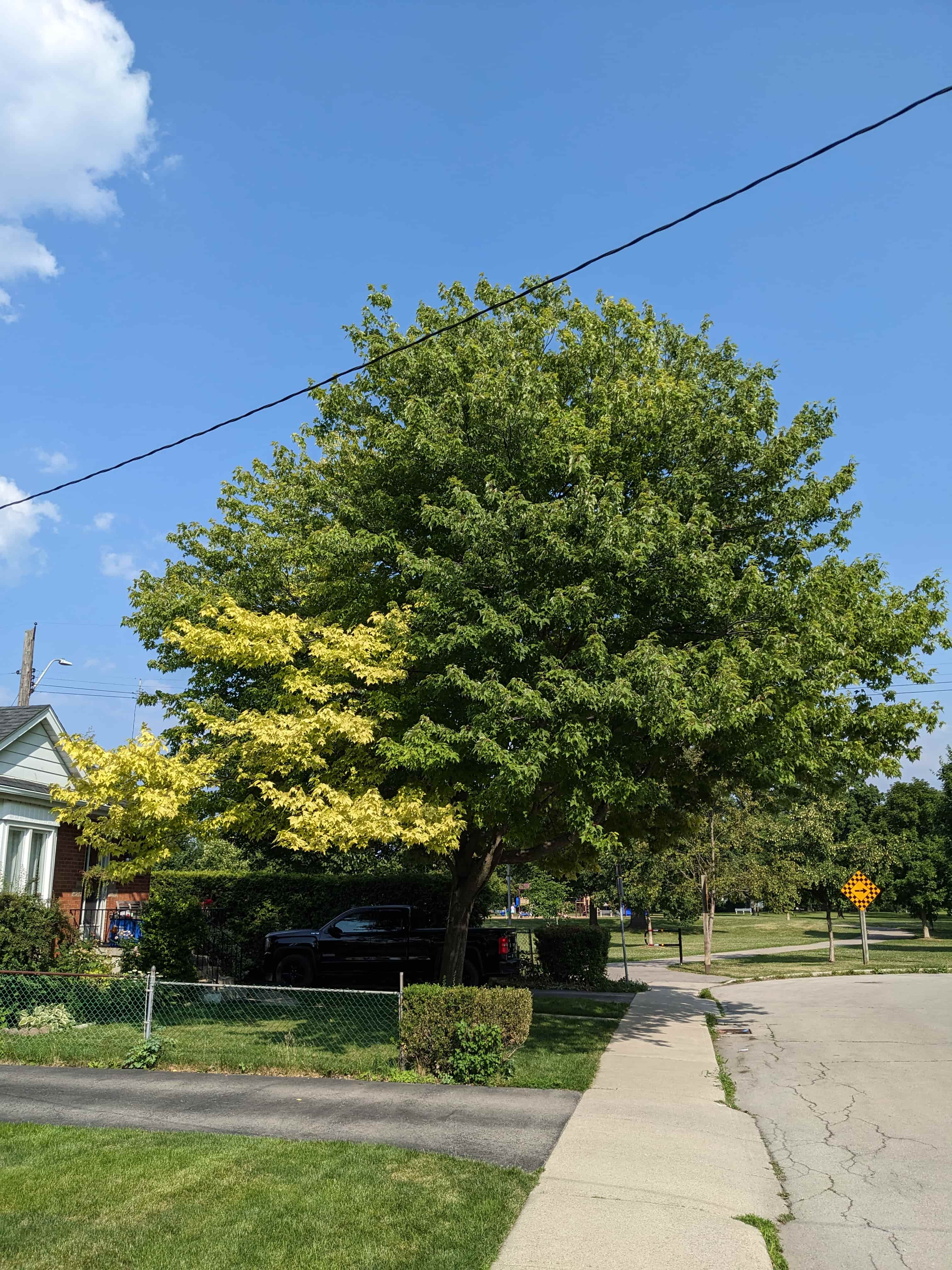 Urban Tree Assessment