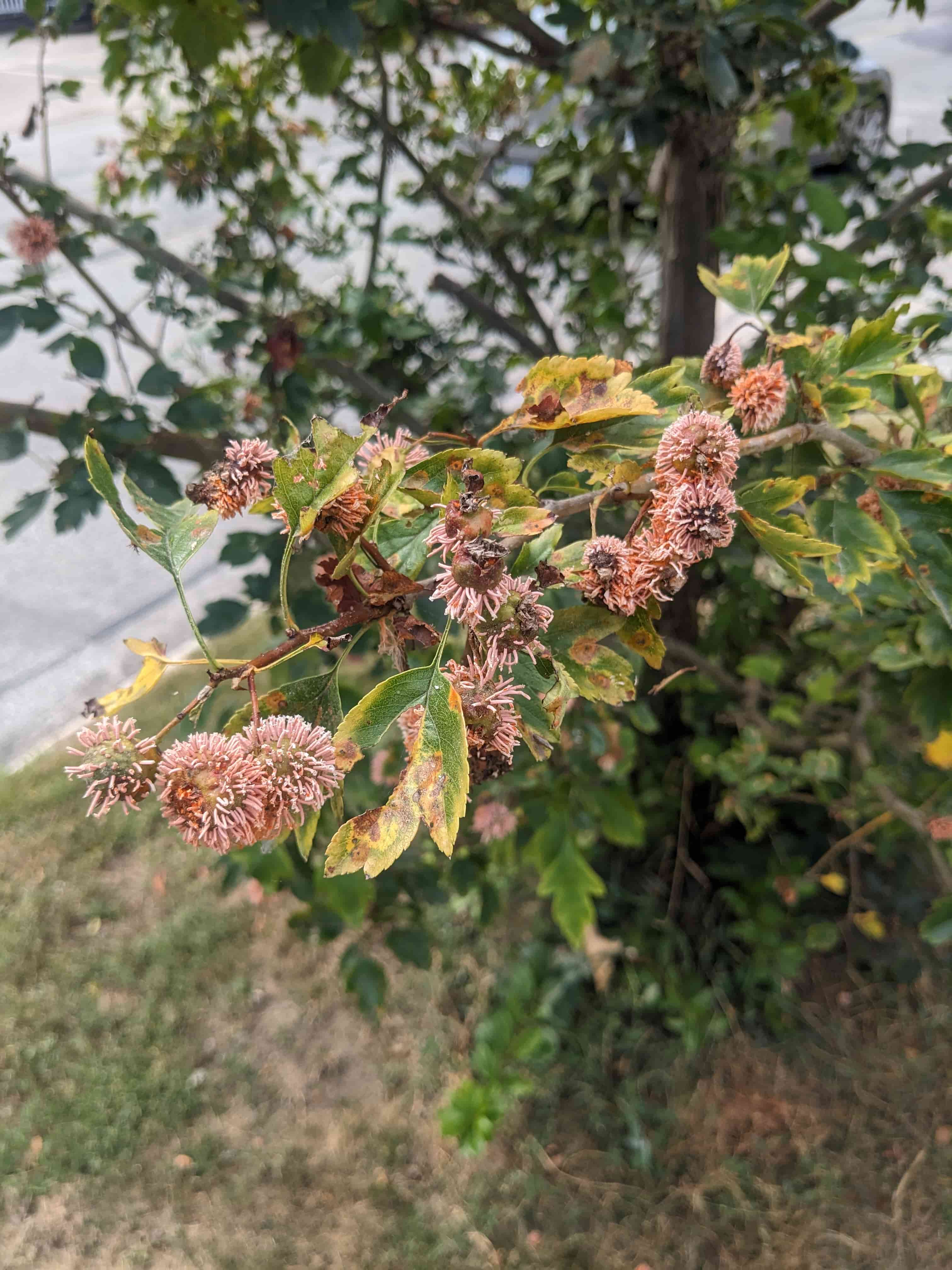 Branch Galls — Hawthorn