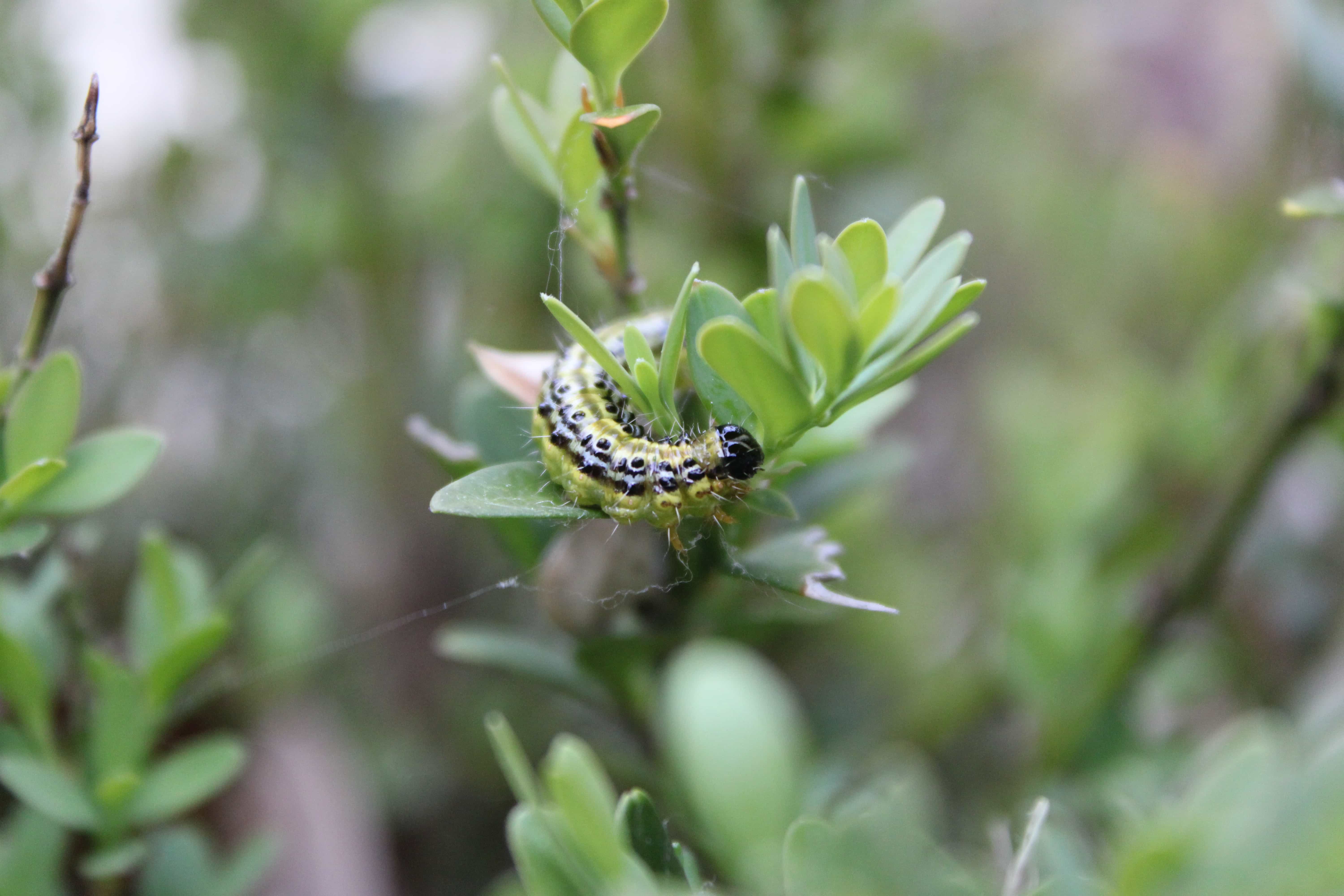 Box Tree Moth — Boxwood