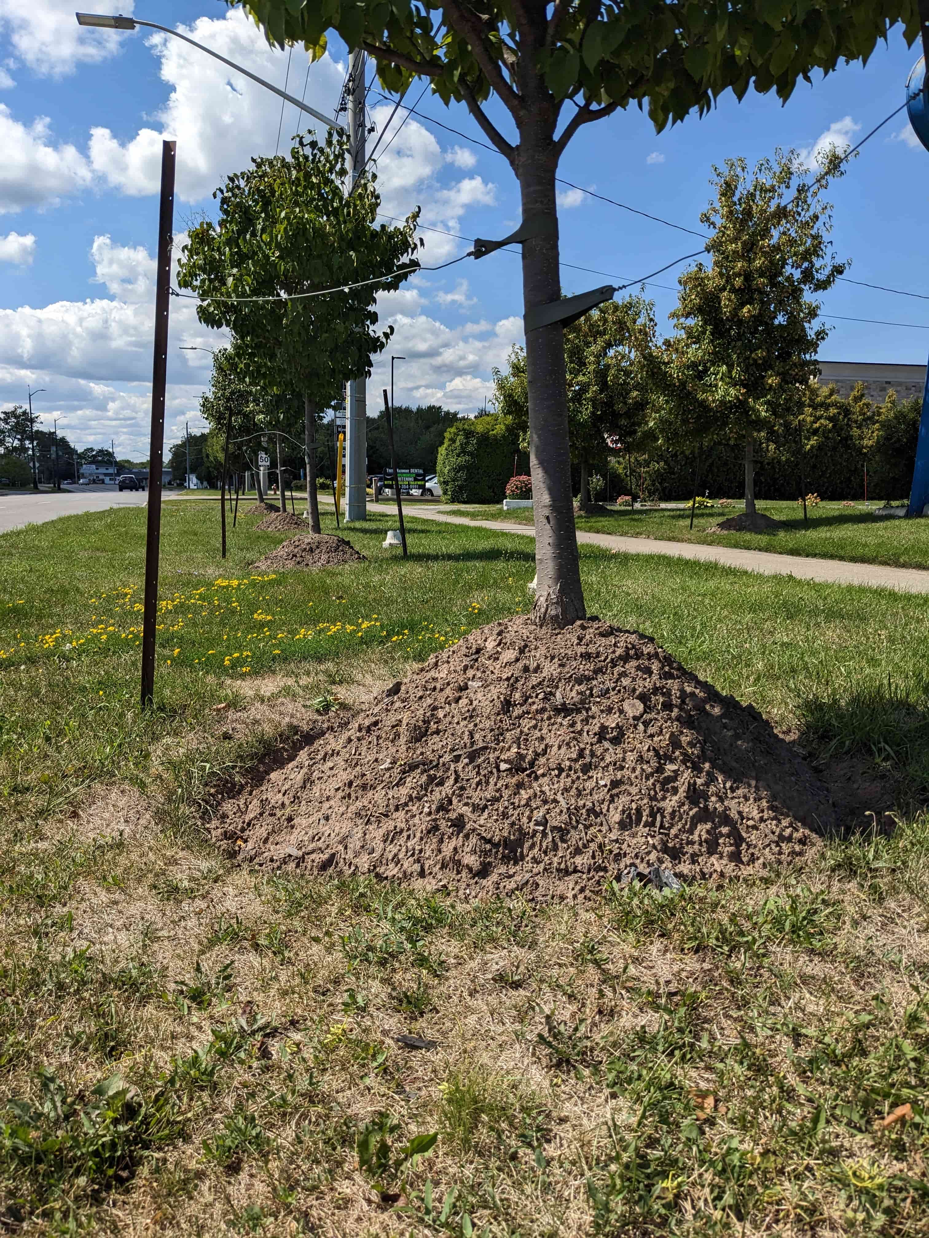 Volcano Mulching