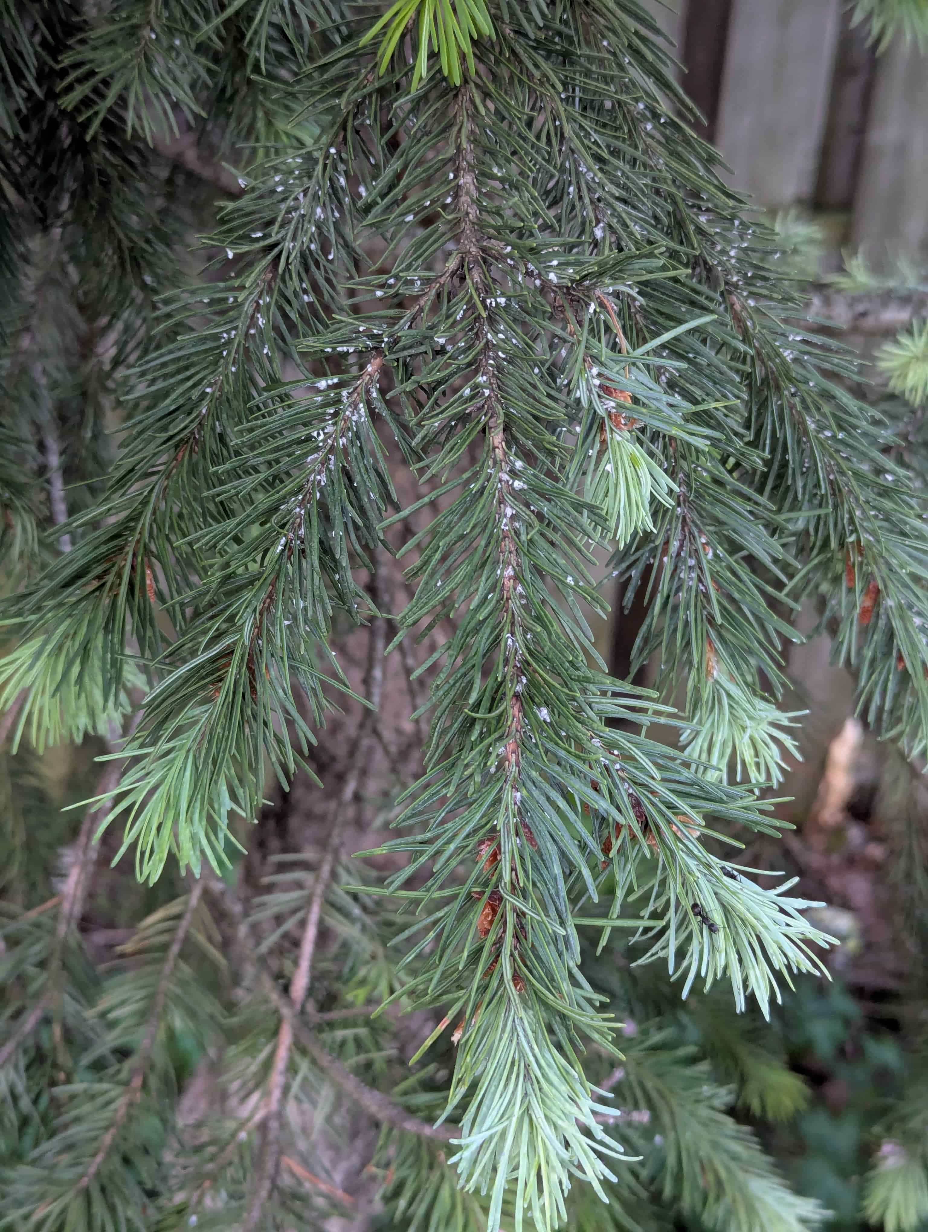 Pine Needle Scale on Douglas-fir (Pseudotsuga menziesii)
