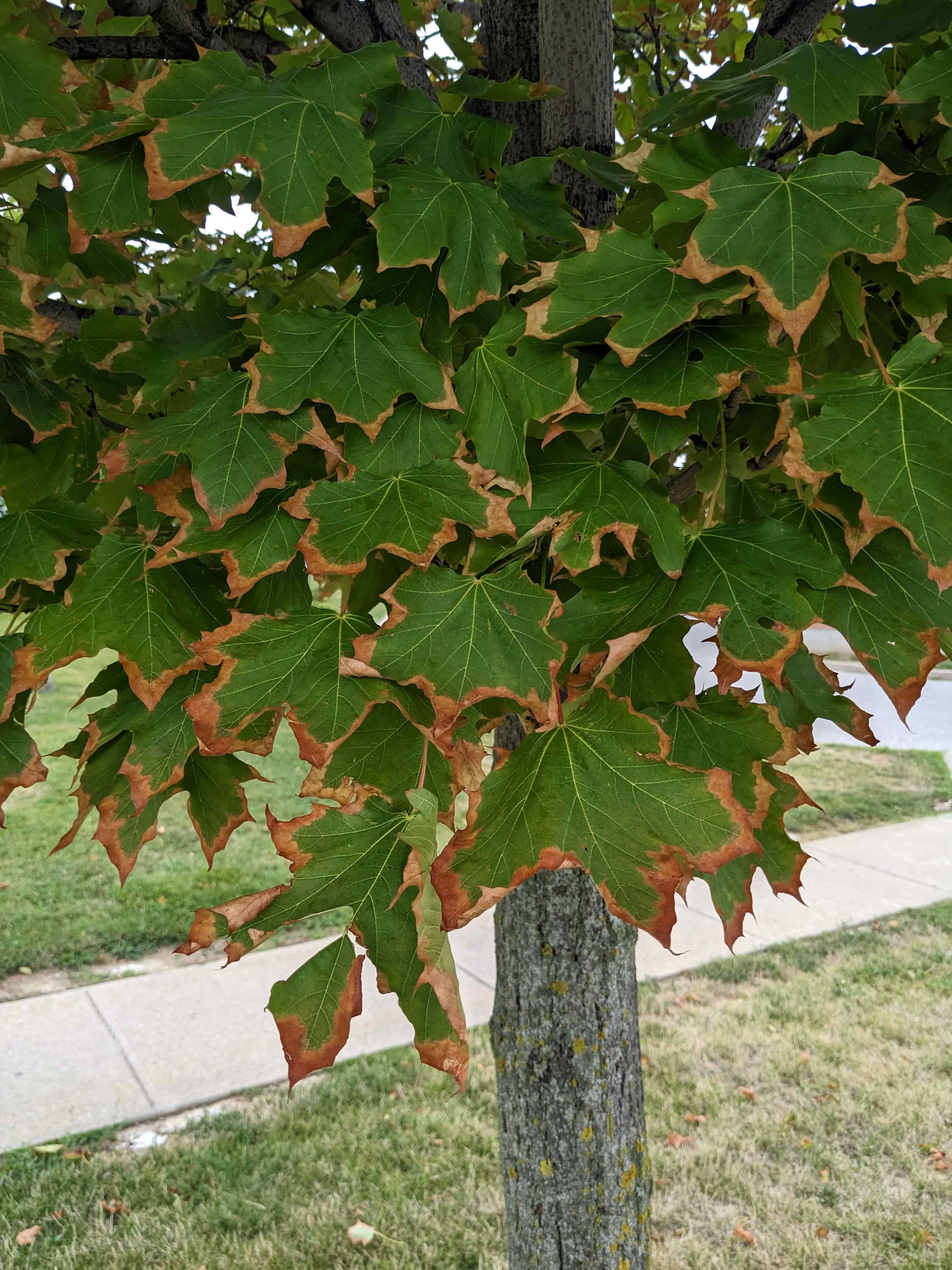 Salt injury on a street maple — marginal leaf scorch on sugar maple (Acer saccharum)
